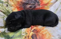 AKC Black Male 3, a male Labrador Retriever for sale in Oakville, WA – 1 of 5