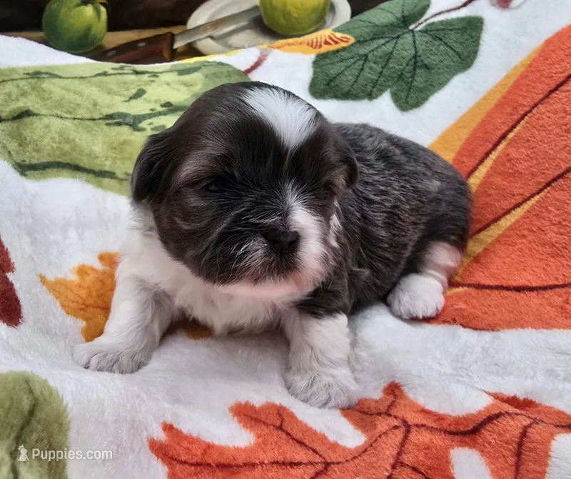 AKC Blue and White Female 1 – Shih Tzu puppy for sale in Oakville, WA