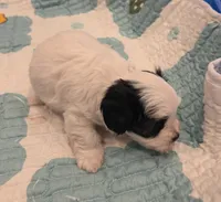 Havanese Male, a male Havanese for sale in Oakville, WA – 2 of 4
