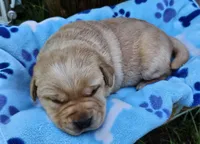 Dark Yellow Male, a male Labrador Retriever for sale in Oakville, WA – Photo 4 of 7