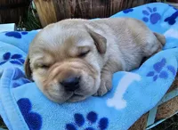 Dark Yellow Male, a male Labrador Retriever for sale in Oakville, WA – Photo 3 of 7