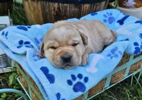 Dark Yellow Male, a male Labrador Retriever for sale in Oakville, WA – Photo 2 of 7