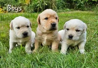 Dark Yellow Male, a male Labrador Retriever for sale in Oakville, WA – Photo 1 of 7