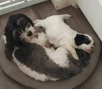 Havanese Male, a male Havanese for sale in Oakville, WA – 4 of 4