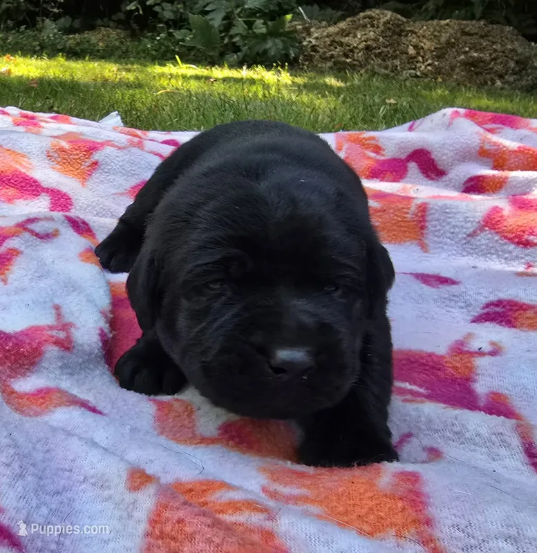 Black Female – Labrador Retriever puppy for sale in Oakville, WA