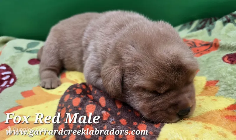 Fox Red Male – Labrador Retriever puppy for sale in Oakville, WA
