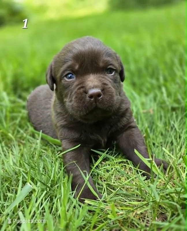 Chocolate Male Labrador  – Labrador Retriever puppy for sale in Oakville, WA