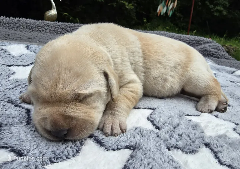 Light Yellow Male – Labrador Retriever puppy for sale in Oakville, WA