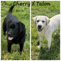 Cherry X Talon Male, a male Labrador Retriever for sale in Oakville, WA – Photo 7 of 7