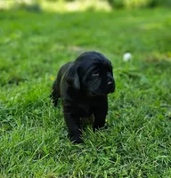 Cherry X Talon Male, a male Labrador Retriever for sale in Oakville, WA – Photo 4 of 7