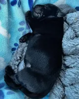 Cherry X Talon Male, a male Labrador Retriever for sale in Oakville, WA – Photo 6 of 7