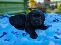 Cherry X Talon Male, a male Labrador Retriever for sale in Oakville, WA – Photo 1 of 7