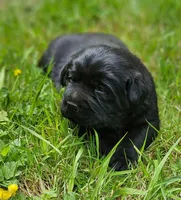 Cherry X Talon Male, a male Labrador Retriever for sale in Oakville, WA – Photo 5 of 7
