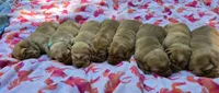 Fox Red Female 2, a female Labrador Retriever for sale in Oakville, WA – 3 of 5