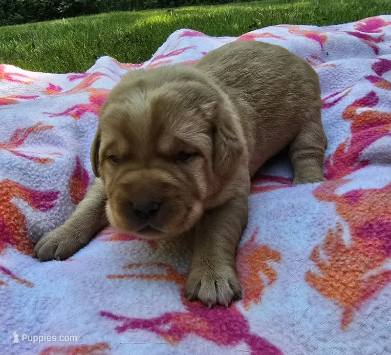 Fox Red Female 3 – Labrador Retriever puppy for sale in Oakville, WA