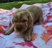 Fox Red Female 3, a female Labrador Retriever for sale in Oakville, WA – 1 of 5