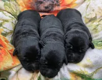AKC Black Male 3, a male Labrador Retriever for sale in Oakville, WA – 3 of 5