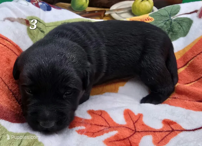 AKC Black Male 3 – Labrador Retriever puppy for sale in Oakville, WA