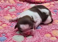 Oasis X Swiffer-AKC Girl 2, a female Shih Tzu for sale in Oakville, WA – Photo 1 of 3