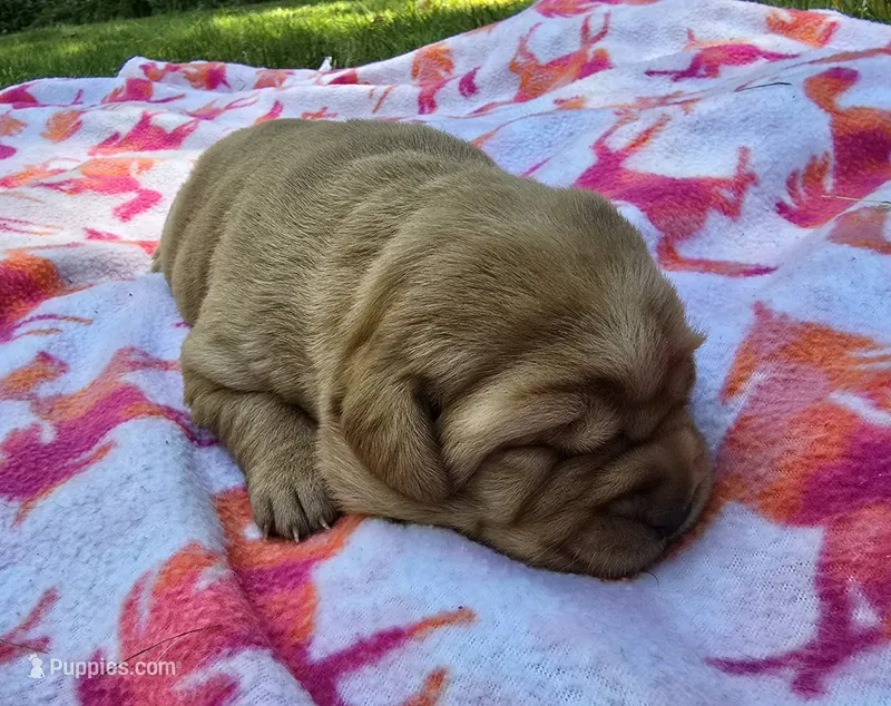 Fox Red Female – Labrador Retriever puppy for sale in Oakville, WA