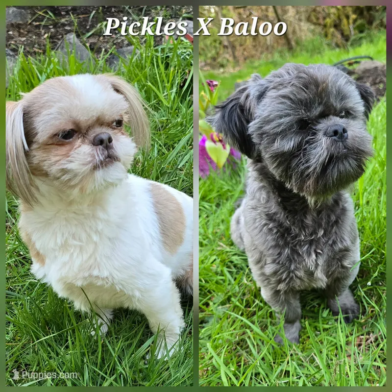 Pickles X Baloo – Shih Tzu puppy for sale in Oakville, WA