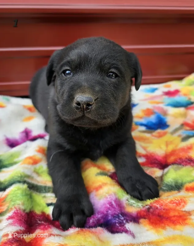 AKC Black Male – Labrador Retriever puppy for sale in Oakville, WA
