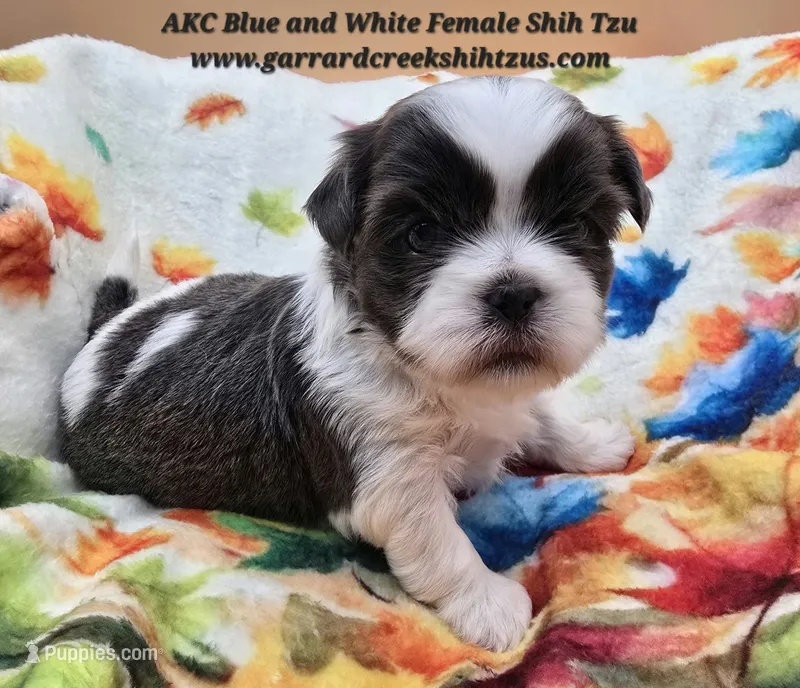 AKC Blue and White Female 2 – Shih Tzu puppy for sale in Oakville, WA