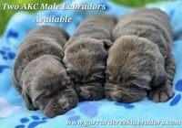 Chocolate Male Labrador , a male Labrador Retriever for sale in Oakville, WA – 2 of 4