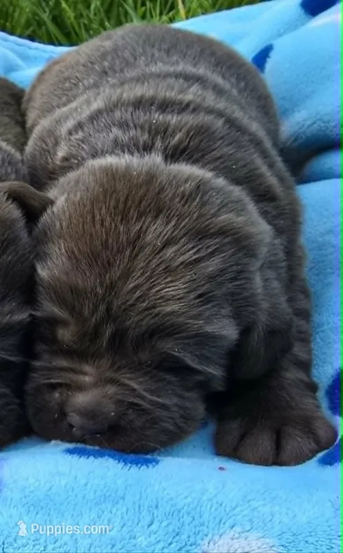 Chocolate Male Labrador  – Labrador Retriever puppy for sale in Oakville, WA