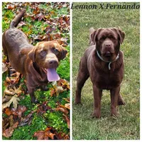 Chocolate Male Labrador , a male Labrador Retriever for sale in Oakville, WA – 3 of 4