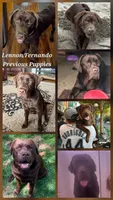 Chocolate Male Labrador , a male Labrador Retriever for sale in Oakville, WA – 4 of 4