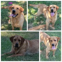 Fox Red Male, a male Labrador Retriever for sale in Oakville, WA – 4 of 5
