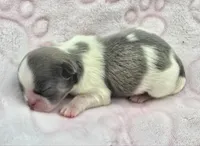 Blue and White Female, a  Shih Tzu for sale in Oakville, WA – 1 of 2