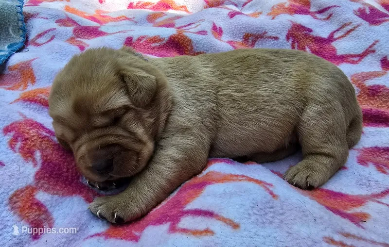 Fox Red Female 2 – Labrador Retriever puppy for sale in Oakville, WA