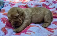 Fox Red Female 2, a female Labrador Retriever for sale in Oakville, WA – 1 of 5