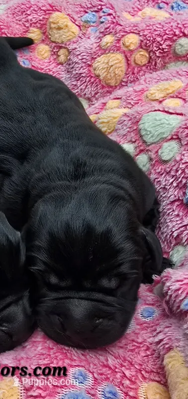 Black Female – Labrador Retriever puppy for sale in Oakville, WA