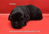 Black Female, a male Labrador Retriever for sale in Oakville, WA – Photo 3 of 4