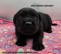 Black Female, a male Labrador Retriever for sale in Oakville, WA – Photo 1 of 4