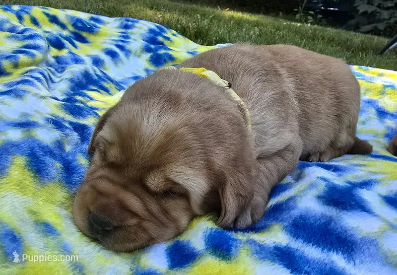 Fox Red Female 3 – Labrador Retriever puppy for sale in Oakville, WA