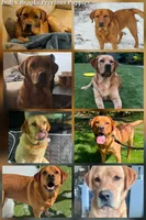 Fox Red Male, a male Labrador Retriever for sale in Oakville, WA – 3 of 3