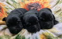 AKC Black Male 3, a male Labrador Retriever for sale in Oakville, WA – 2 of 5