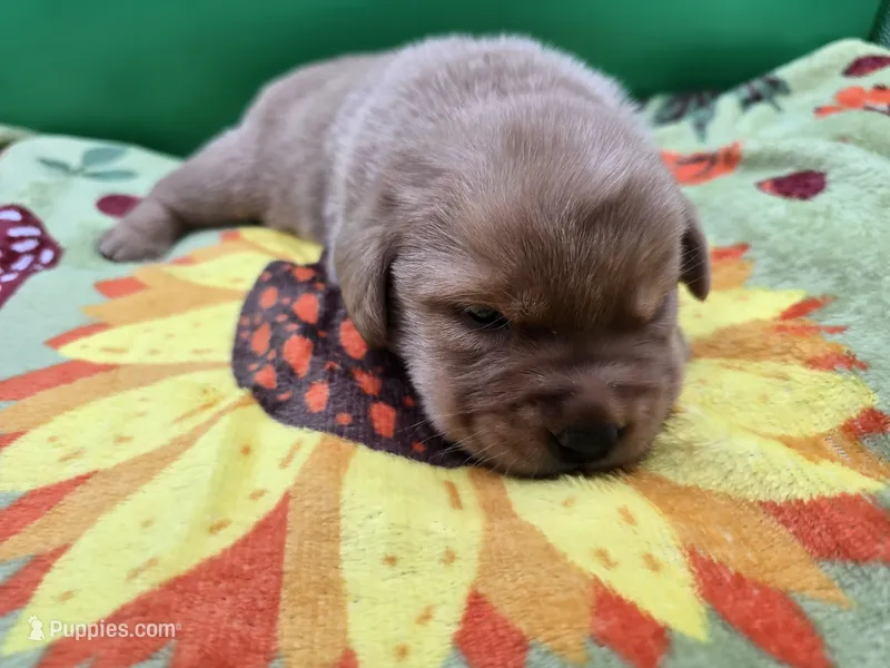Fox Red Male 2 – Labrador Retriever puppy for sale in Oakville, WA