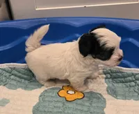 Havanese Male, a male Havanese for sale in Oakville, WA – 3 of 4