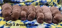 Fox Red Male, a male Labrador Retriever for sale in Oakville, WA – 2 of 5