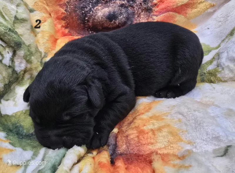 AKC Black Male 2 – Labrador Retriever puppy for sale in Oakville, WA