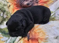 AKC Black Male 2, a male Labrador Retriever for sale in Oakville, WA – 1 of 5