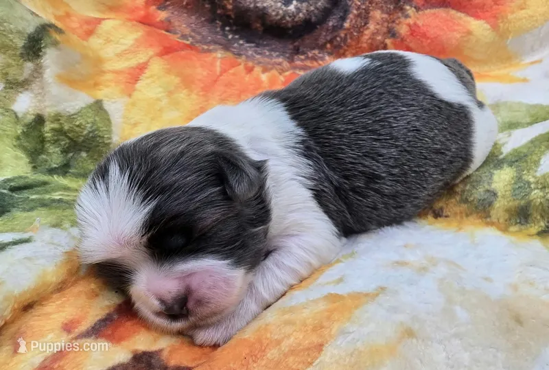 AKC Blue and White Female 2 – Shih Tzu puppy for sale in Oakville, WA