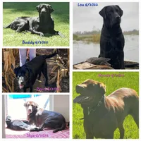 Cocoa X River Choc. Male 2, a male Labrador Retriever for sale in Oakville, WA – Photo 5 of 6