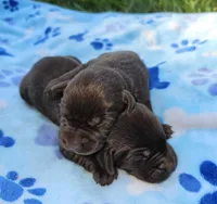 Cocoa X River Choc. Male 2, a male Labrador Retriever for sale in Oakville, WA – Photo 2 of 6