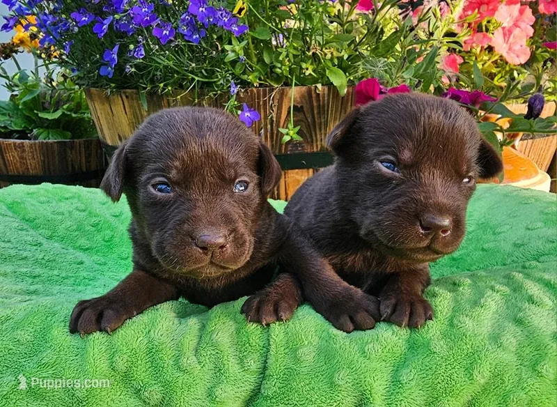 Cocoa X River Choc. Male 2